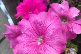 2021年各大银行大额存单利率排行图片