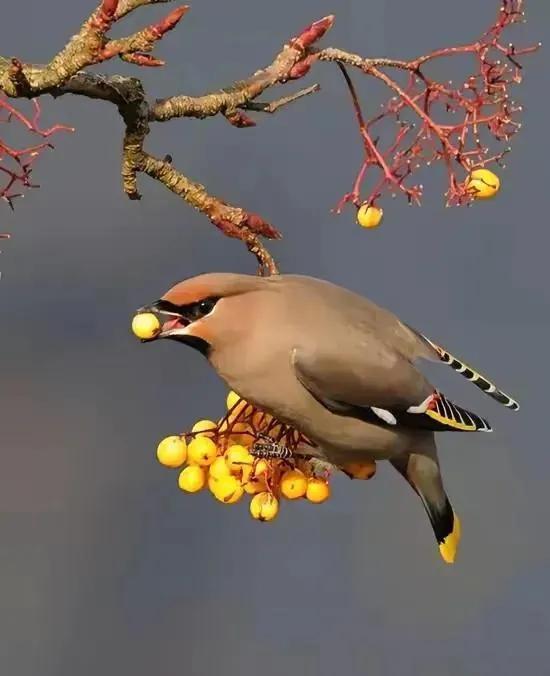 100幅色彩艳丽,珍贵稀少的小鸟图