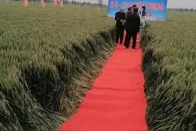 河南在线麦田“铺红毯”！脚不沾泥咋研究农业？官方做出回应图片