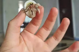 寄居蟹换壳图片
