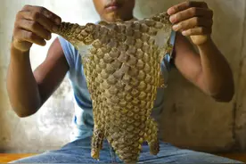 险些因人类脑洞而灭绝的动物：穿山甲，既不能穿山，也不能通乳图片