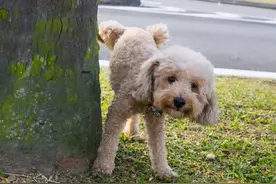 稳居养狗热门榜的“泰迪”，为啥一直被骂，原因有这些图片