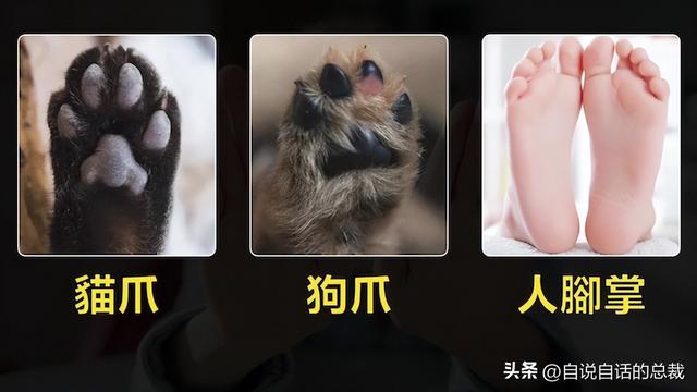 熊猫：真实存在的上古恐惧，为什么只有人类觉得大熊猫很可爱？