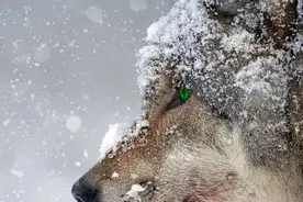 新城吾悦广场背后，大老板竟是猥亵少女的色狼？图片
