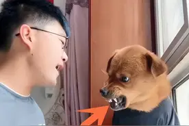 网红小狗疑似遭扎针虐待，前牙疑似怕被咬被磨平，叶璇骂其恶心图片