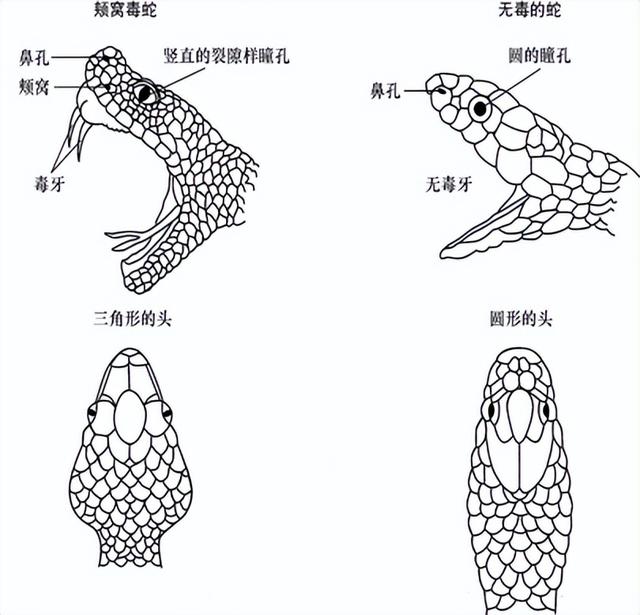 我国陆地第一毒蛇银环蛇,生性胆小害怕人,为何多次攻击夜钓人?