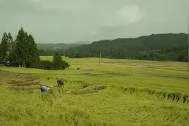 日影《小森林》夏秋篇+冬春篇电影台词向图片
