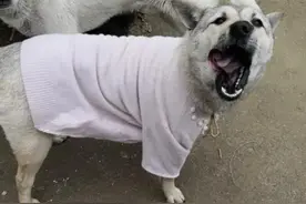 被狗追咬时应该怎么办呢？这几招能保障生命安全，一定教会孩子！图片