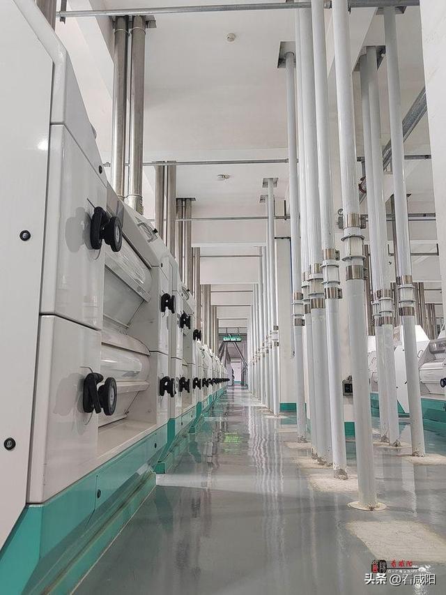 走进武功县金沙河超大型粮食综合加工基地|金沙河：小麦粒大能量 “变形”变出高质量