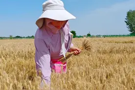 小麦浇3水的减产，小麦浇1水的高产，为什么呢？图片