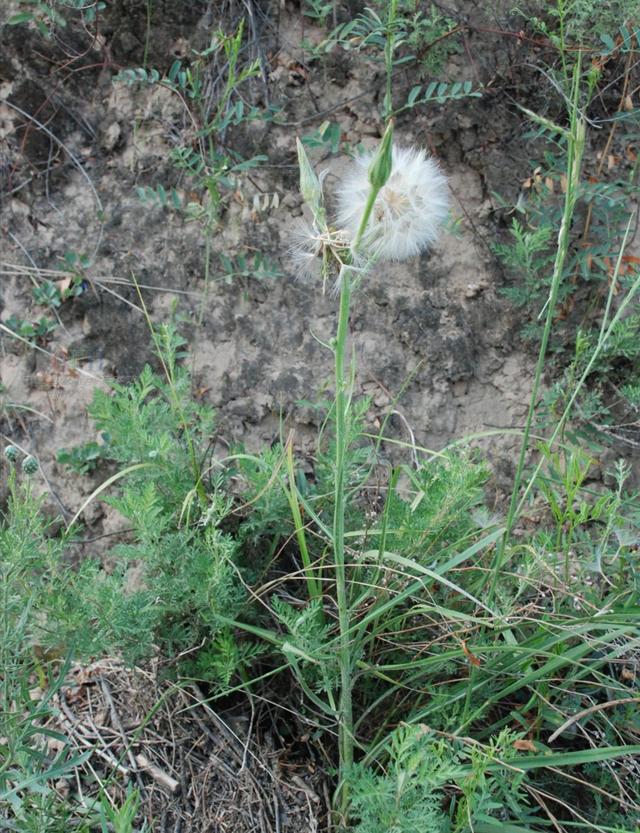 楦﹁懕灞炴鐗╃殑鐗圭偣鍙婄敤閫? onerror=