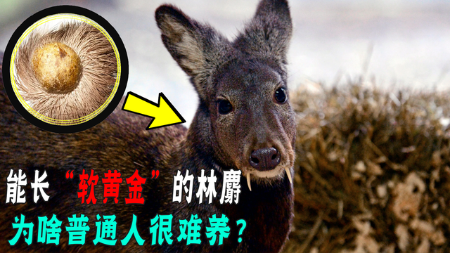 谭昆皓
