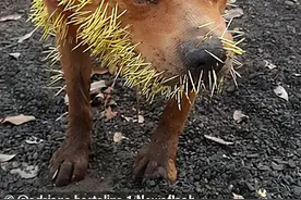 巴西狗子一年内两次和豪猪干架，被扎几百根刺，网友：豪猪还好吗图片