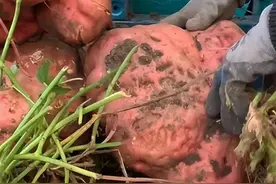 突然被骂上热搜的山东，到底怎么了？图片