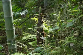 竹笋和竹子的区别图片