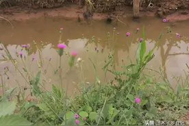 绿叶红背，形似蒲公英，有人说它是客家状元汤里不可缺少的灵魂图片