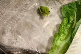 小哥在沙拉里发现了一只小青蛙后，在网上直播起了养蛙生活图片
