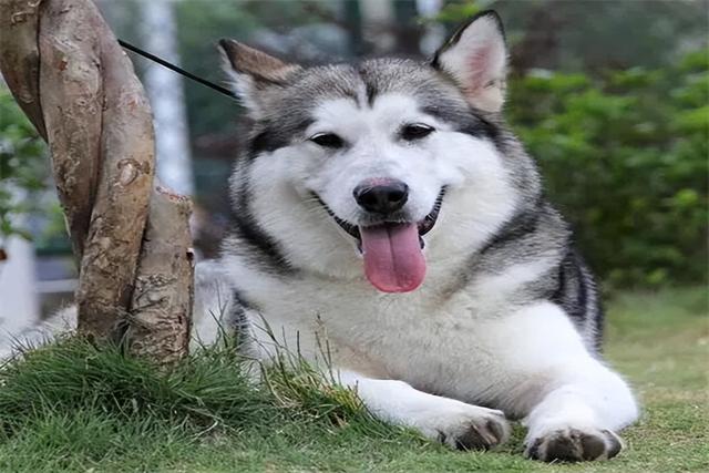 阿拉斯加犬多少钱一只?成年的比较贵(幼崽最低一千元)