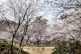 周恩来、邓颖超与重庆红岩村的樱花图片