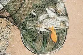 夏季“爆护”有方法！总结钓鱼大佬的鱼饵，我发现这4个秘密图片