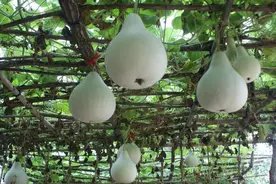 瓢葫芦，也叫宝葫芦图片