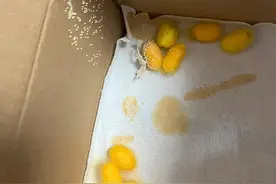 “破茧成蝶”其实是“破茧成蛾”？图片