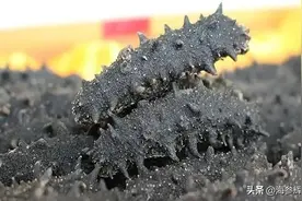 海参一斤到底多少钱图片