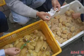 小鸡仔在学校周边热卖，学生擅自购买愁坏家长图片