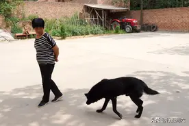 农民大姐家养10岁“黑熊犬”，聪明忠诚护全村，给8万也不卖图片