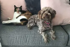 狗狗喜欢粘着家里的猫，连猫咪去医院检查，它都要挤进笼子跟着去图片