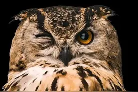 快速入睡，网友总结出6个方案，“猫头鹰助眠法”已经有了反馈图片