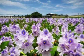 不要再误会水葫芦，它开花真的美，吃起来居然像小白菜图片