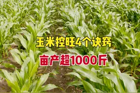 玉米如何控旺？老农传授你4个诀窍，玉米长势健壮，亩产超千斤图片