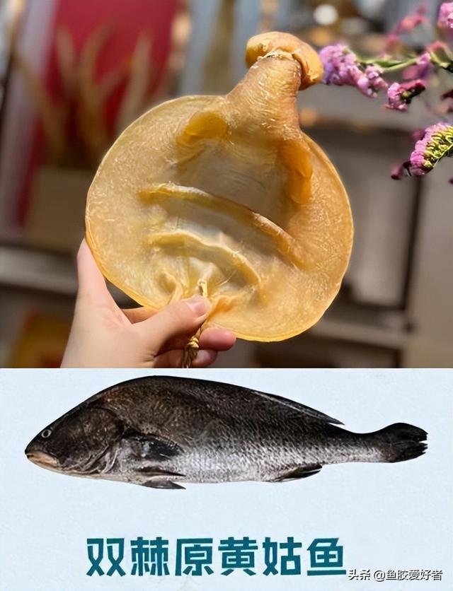 草鱼泡可以做鱼胶吗 草鱼鱼泡能吃吗