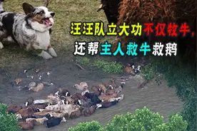 柯基都不牧牛了，还有断尾的必要吗？它断尾会有什么好处？图片