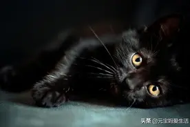 人去世后为什么不允许猫进入灵堂？人们是在担心什么呢？图片