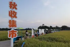 周六，钦州人都涌来了康熙岭，稻田音乐会热闹非凡图片