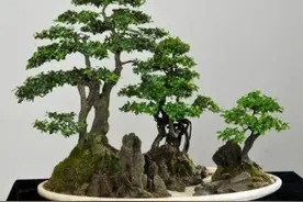 养护六月雪盆景，掌握这5点，易保型、长得旺图片