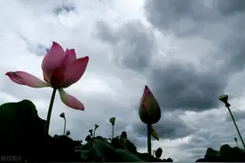 《荷塘月色》赏析图片