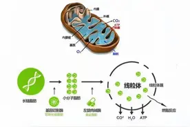 健身房的那点事，左旋肉碱到底对健身有没有益处图片