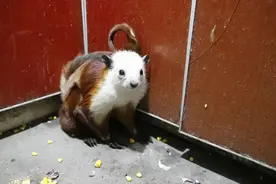 重庆城口发现“飞狐”，身子红脑袋白，喜欢在夜晚单独出来活动图片