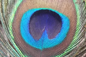 注意！这种漂亮羽毛可别随便乱捡！因为它可能会……发射激光？！图片