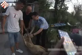 民警通过羊蹄印找回离家出走4只羊：大爷的“一只种公三只崽”，差点损失近两万图片