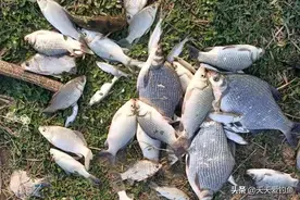 夏季野钓鳊鱼，最有效的2种钓法，不是钓底，而是离底20厘米图片