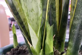 虎皮兰最爱吃它，一次5粒，叶片绿汪汪，不用花肥也冒芽！图片