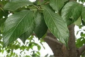 中药知多少？——杜仲图片