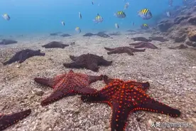 12种无性繁殖的动物图片