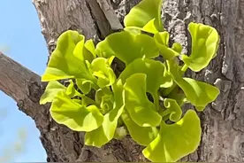 马路两旁栽上了名贵树图片