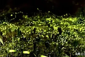 夜观萤火虫，奇妙亲子夜！这个夏天，相约房山图片