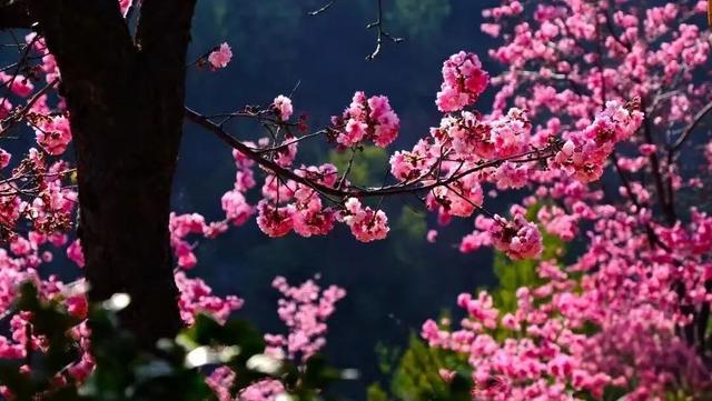 春游云南丨春天来楚雄，赏花、拍花、吃花！